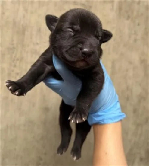 A baby small-sized male Pit Bull Terrier dog named A for adoption in San Bernardino, CA