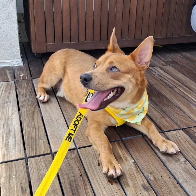 Scrappy Doo