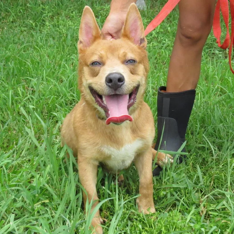 Scrappy Doo thumbnail 4