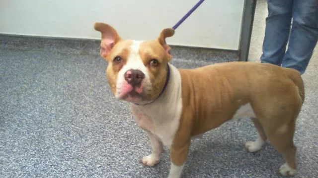 An adult medium-sized female Pit Bull Terrier dog named Ice for adoption in Charlotte, NC