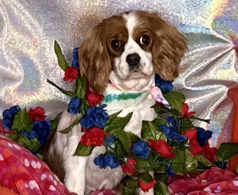 A young small-sized female Cavalier King Charles Spaniel dog named Genevievearr for adoption in Pataskala, OH