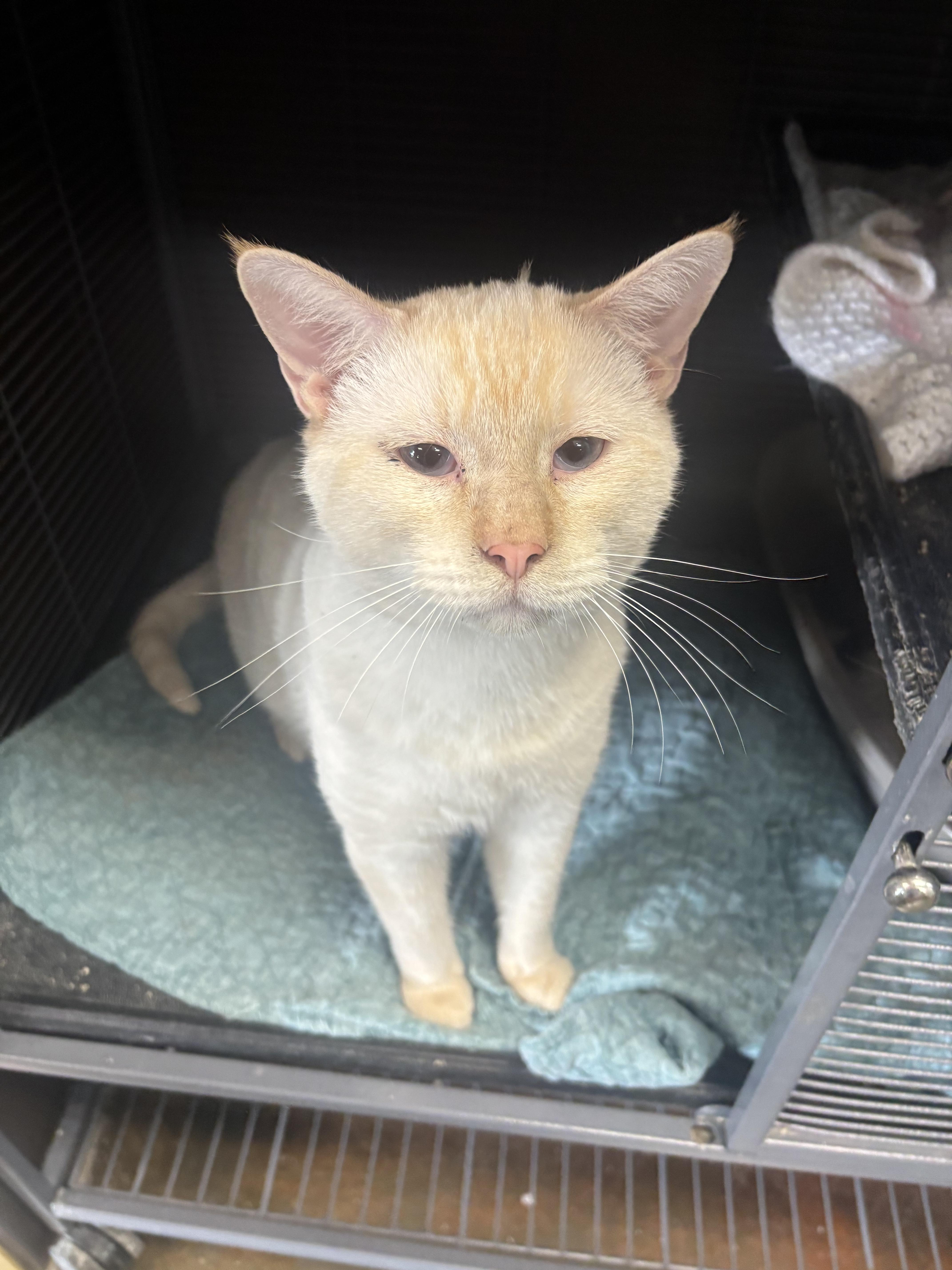 An adult medium-sized male Flame Point Siamese cat named Snowball for adoption in Council Bluffs, IA