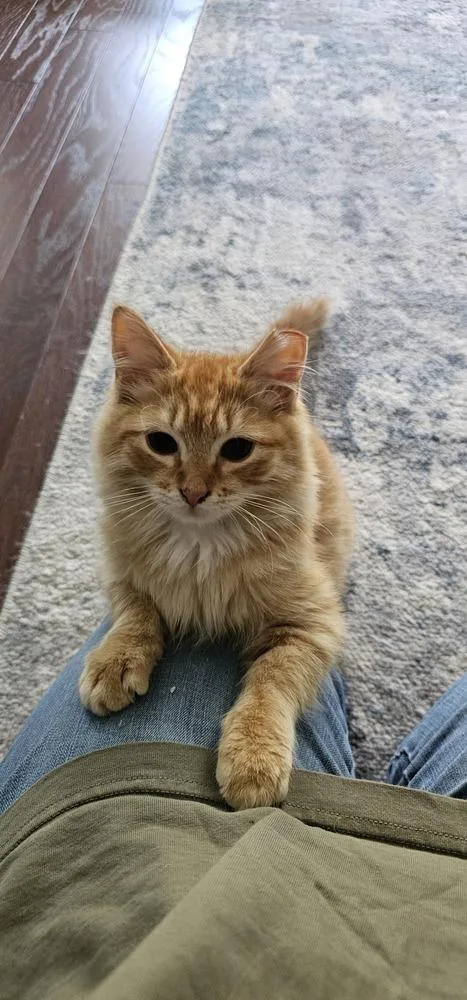 A young medium-sized male Tabby (Orange / Red) Domestic Long Hair cat named Keegan for adoption in Powder Springs, GA