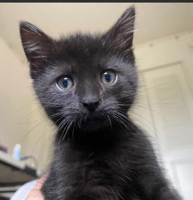 A baby medium-sized male Black Domestic Short Hair cat named Joe for adoption in Indianapolis, IN