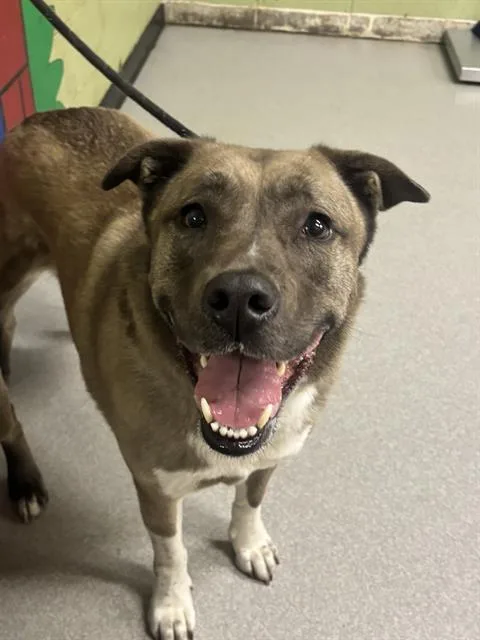Laika