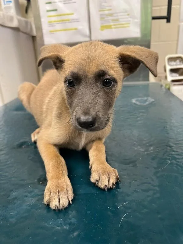 A young small-sized female Black German Shepherd Dog dog named Ada for adoption in Mobile, AL