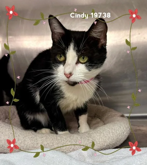 An adult medium-sized female Black & White / Tuxedo Domestic Short Hair cat named Cindy for adoption in Marietta, GA
