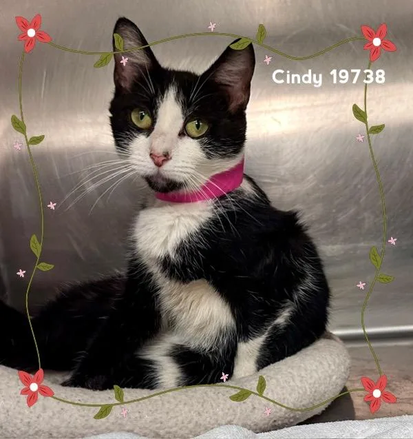 Cindy thumbnail 5