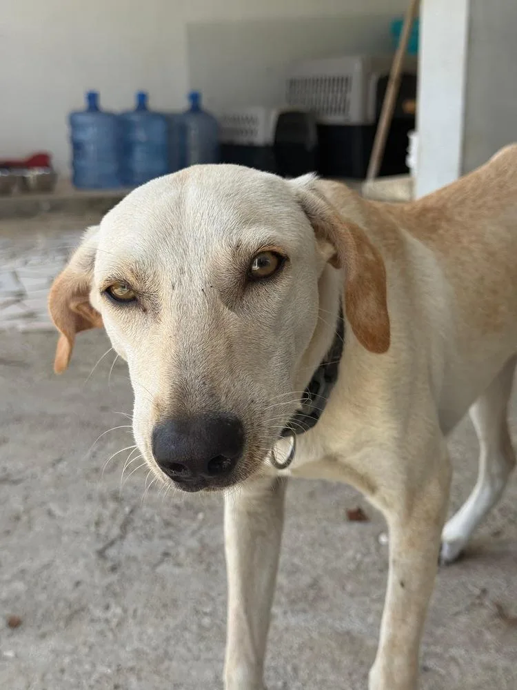 A young medium-sized male Labrador Retriever dog named Asa for adoption in St. Petersburg, FL