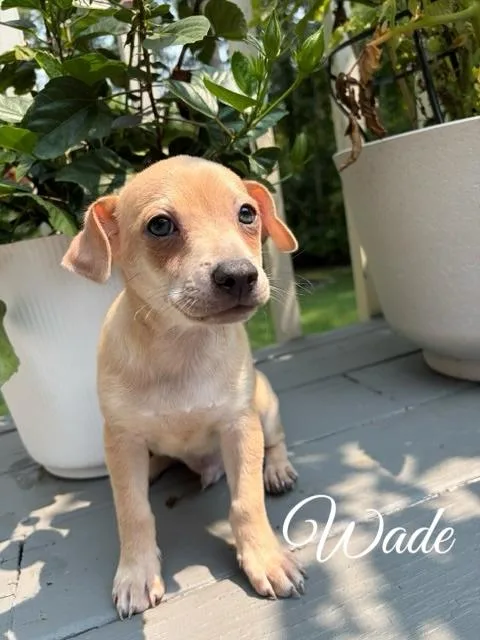 Wade thumbnail 4