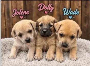 Wade thumbnail 6