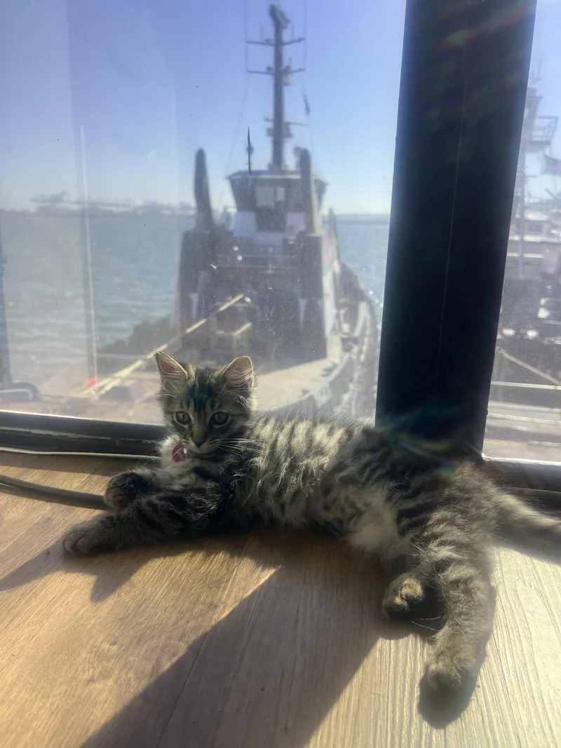 A baby medium-sized female Domestic Medium Hair cat named Juni for adoption in Los Alamitos, CA