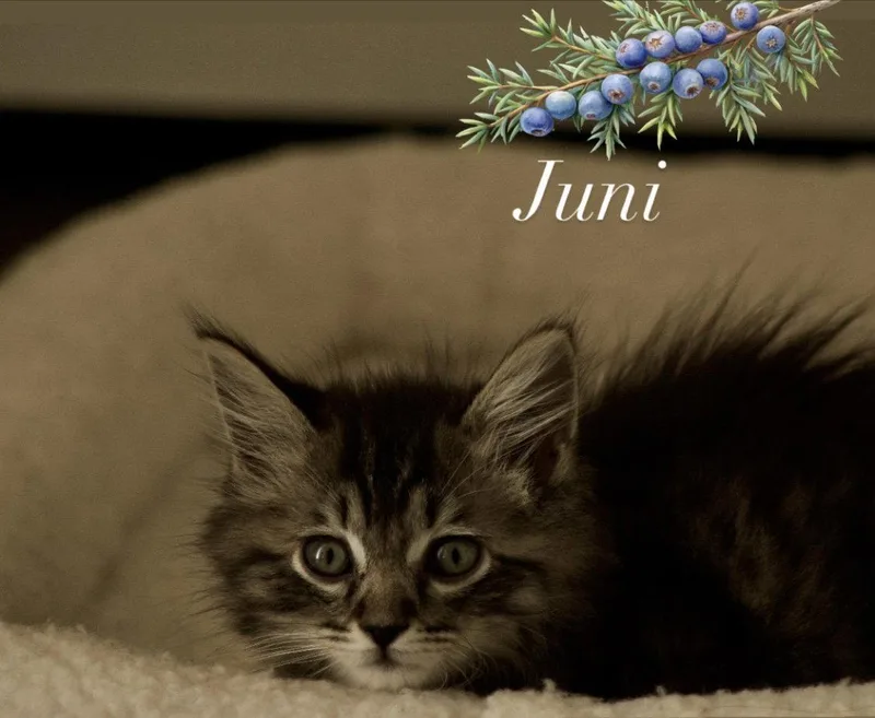 Juni thumbnail 2