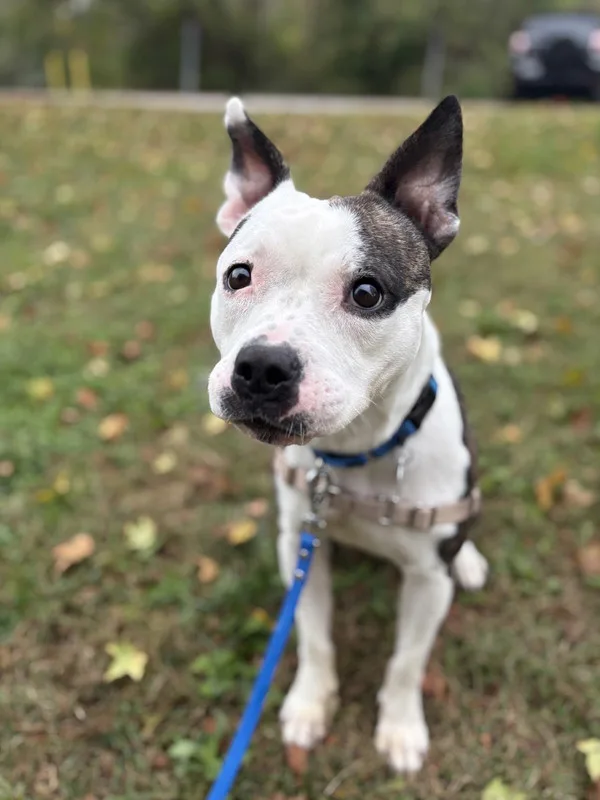 An adult medium-sized female Pit Bull Terrier dog named Lucy for adoption in Roanoke, VA