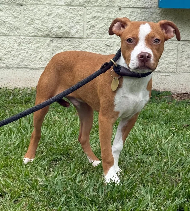 A baby medium-sized male Mixed Breed dog named Johnny for adoption in Kingsland, GA