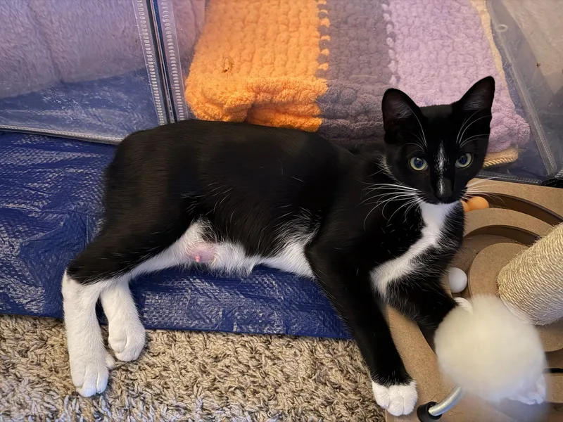 A young medium-sized female Black & White / Tuxedo Domestic Short Hair cat named Bobbie for adoption in Mount Juliet, TN