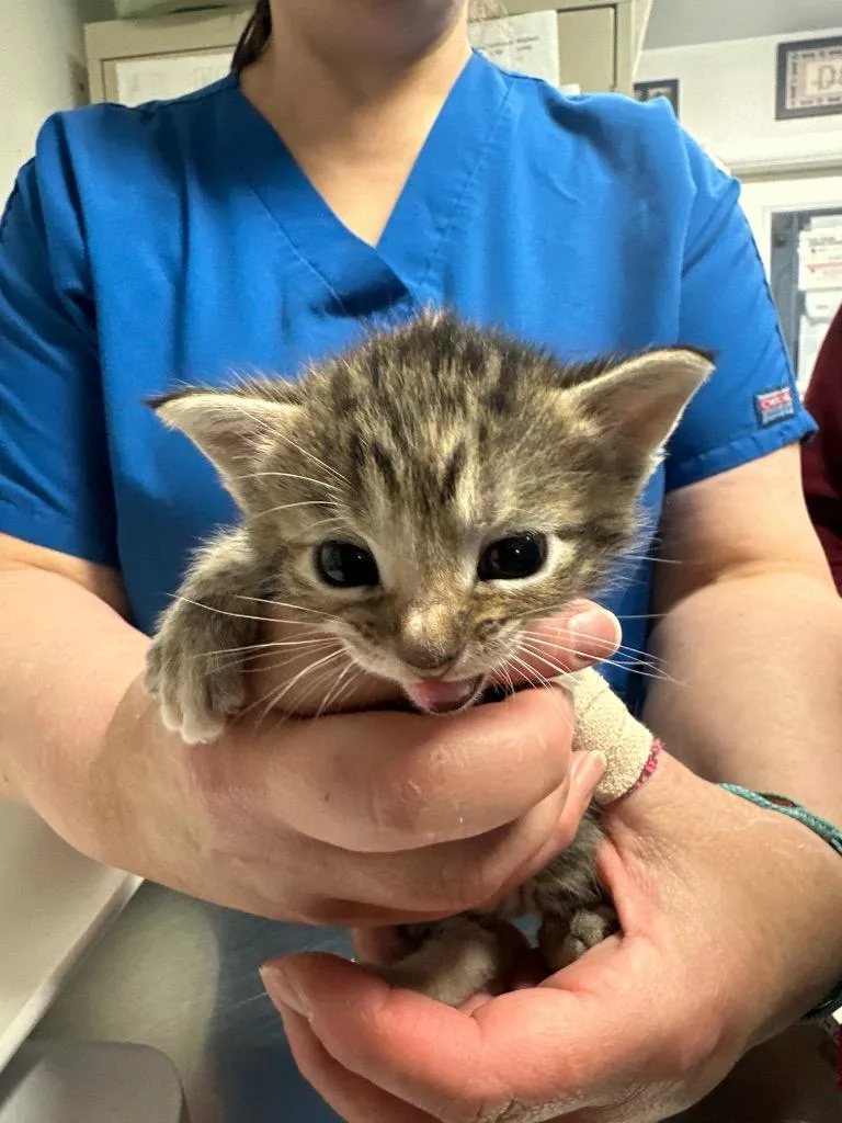 A baby small-sized female Domestic Short Hair cat named Ivy for adoption in Ewing, NJ