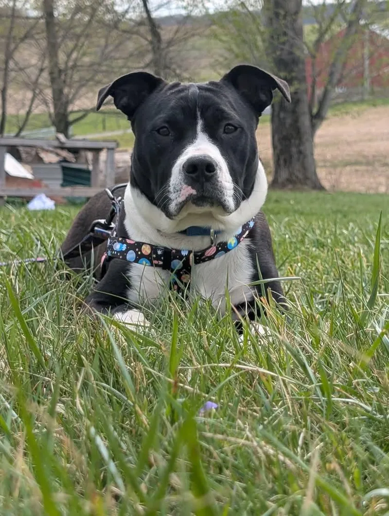 A young medium-sized male Black American Staffordshire Terrier dog named Gideon for adoption in Monroe , NC