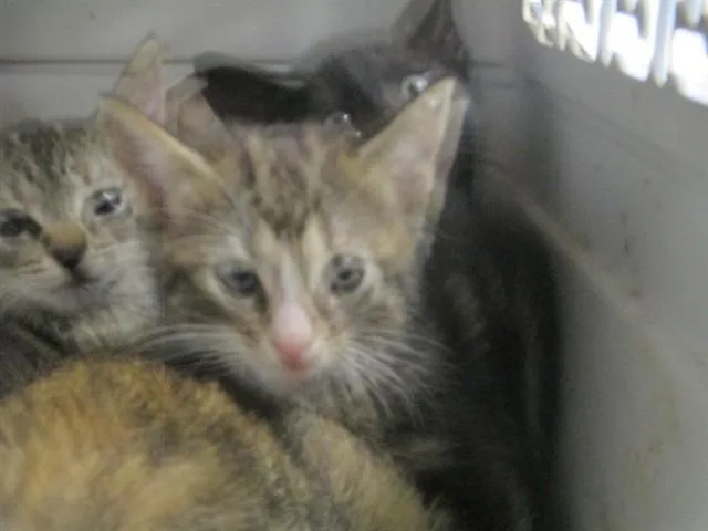 A baby small-sized female Domestic Short Hair cat named Rhaenys for adoption in Ocala, FL