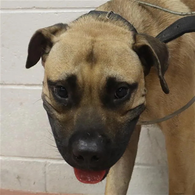 An adult large-sized male Mixed Breed dog named Jet for adoption in Columbia, SC