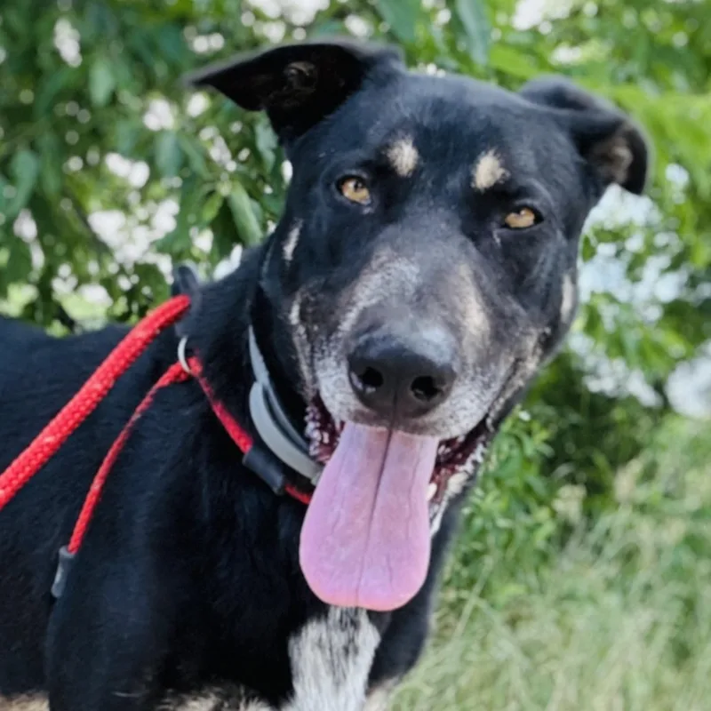 An adult large-sized male Black German Shepherd Dog dog named Charleston for adoption in Justin, TX