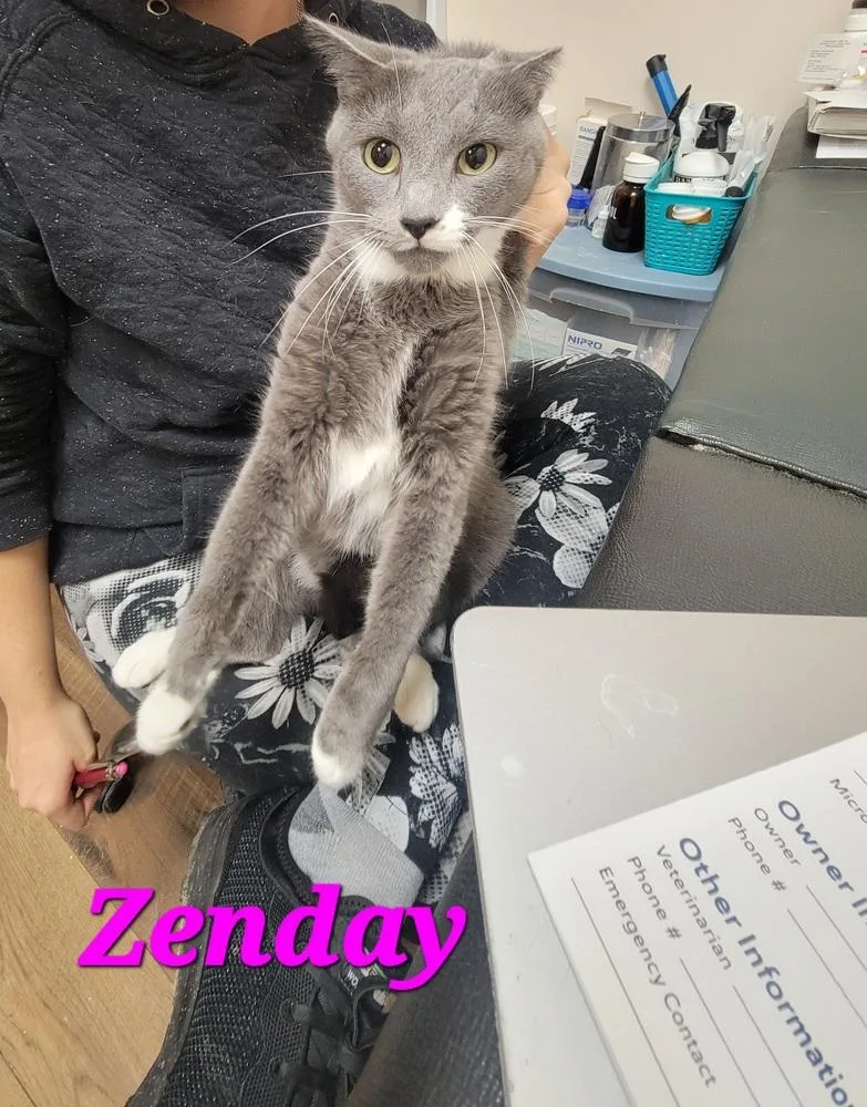 An adult medium-sized female Gray & White Domestic Short Hair cat named Zenday for adoption in Lorain, OH