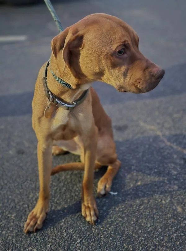 An adult medium-sized male Pit Bull Terrier dog named Ic for adoption in Lawrenceville, GA