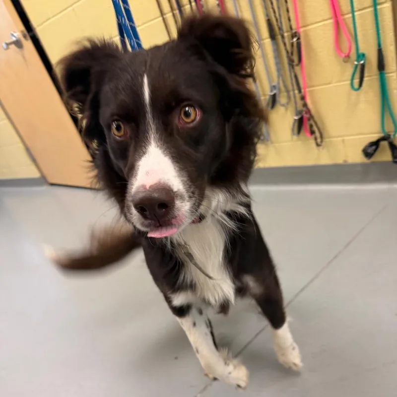 An adult medium-sized male Brown / Chocolate Mixed Breed dog named Winston for adoption in Asheville, NC