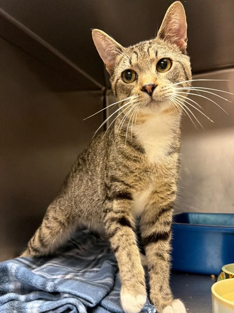A young medium-sized male Domestic Short Hair cat named Purrcy Jackson for adoption in Ocala, FL
