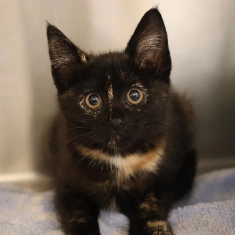 A baby small-sized female Tortoiseshell Domestic Short Hair cat named Gemma for adoption in Briarcliff Manor, NY
