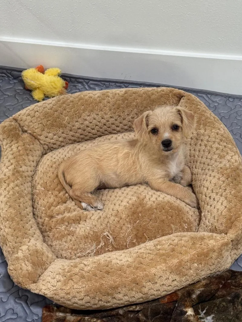 A baby small-sized female Yellow / Tan / Blond / Fawn Chihuahua dog named Butter for adoption in Los Angeles, CA