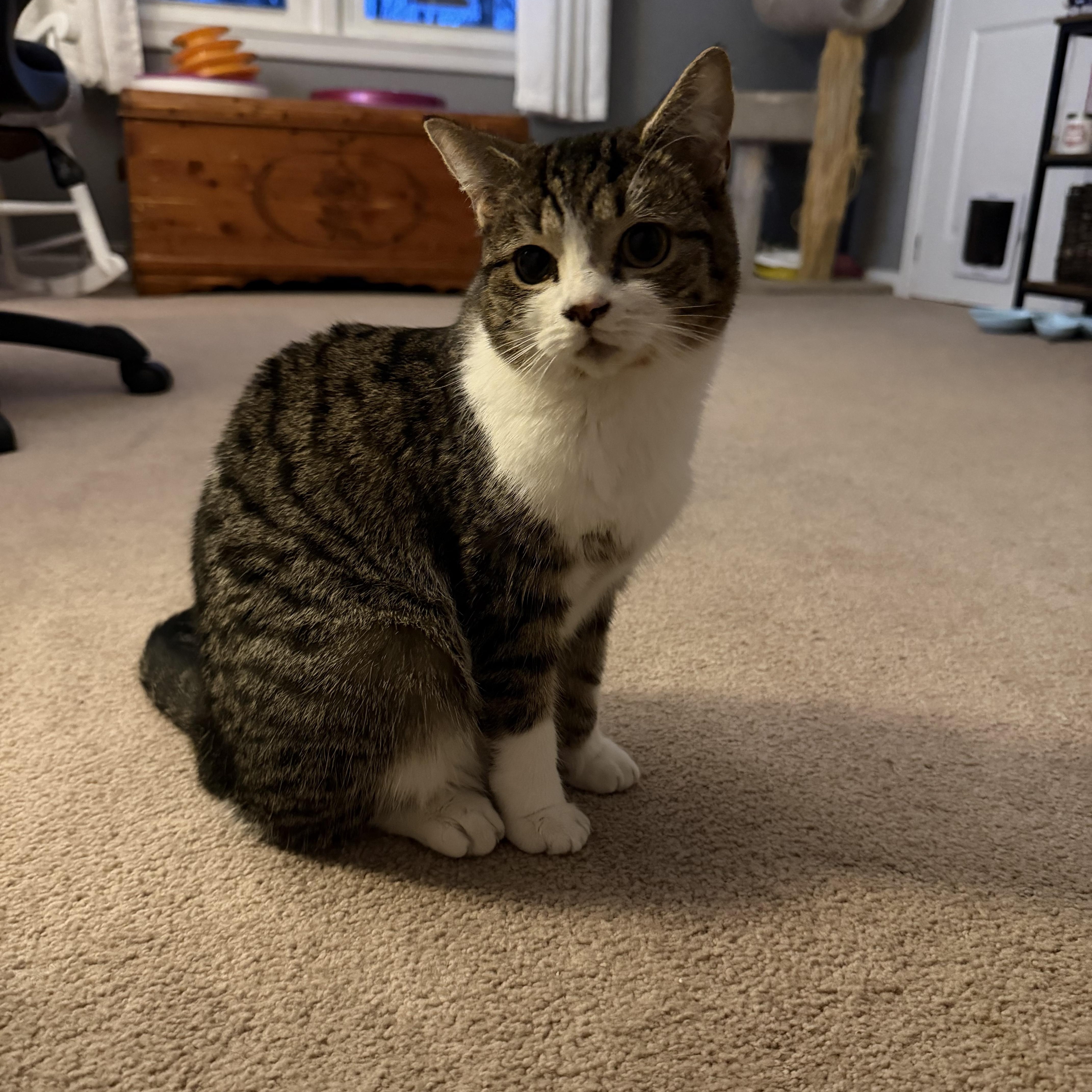 Jellybean thumbnail 2