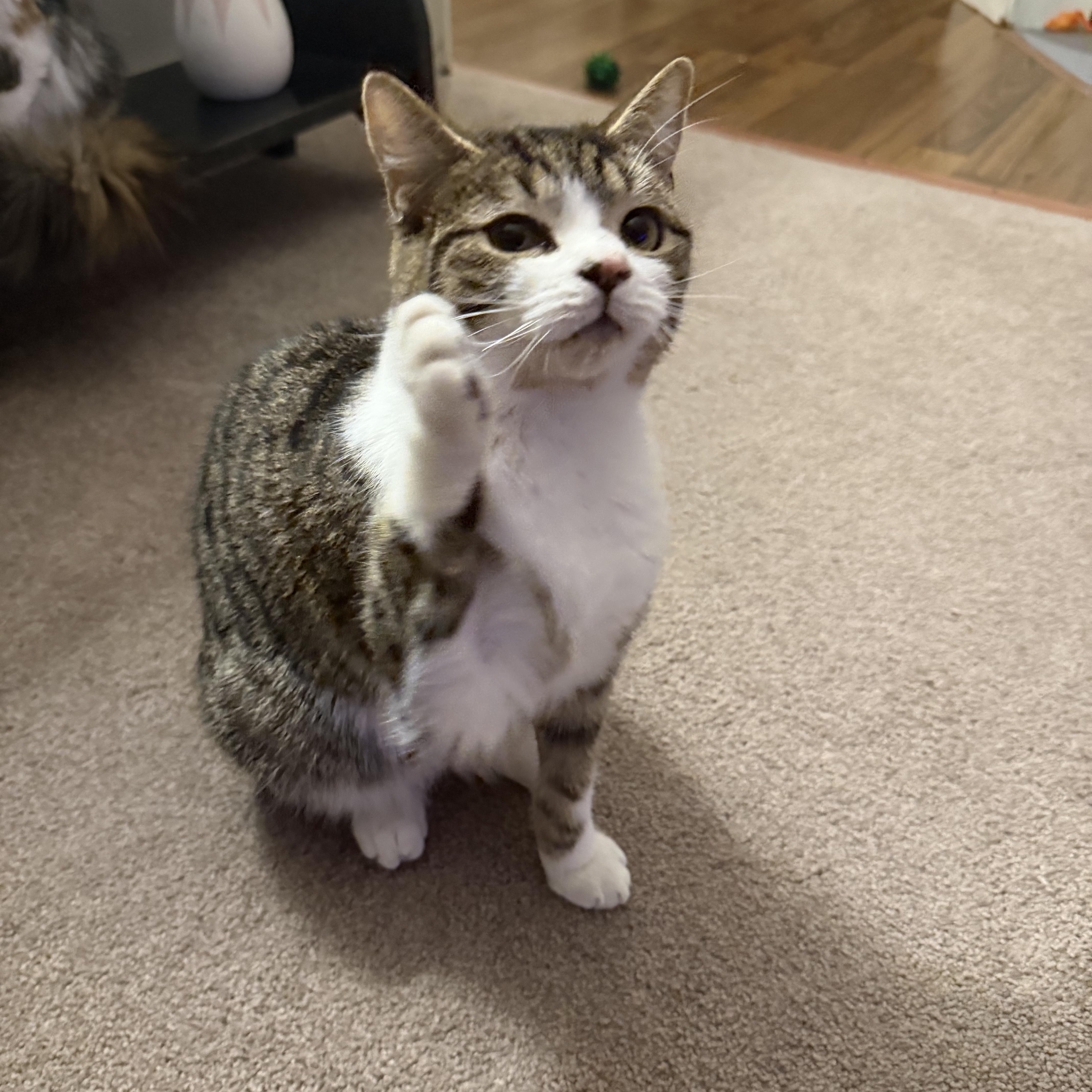 Jellybean thumbnail 3