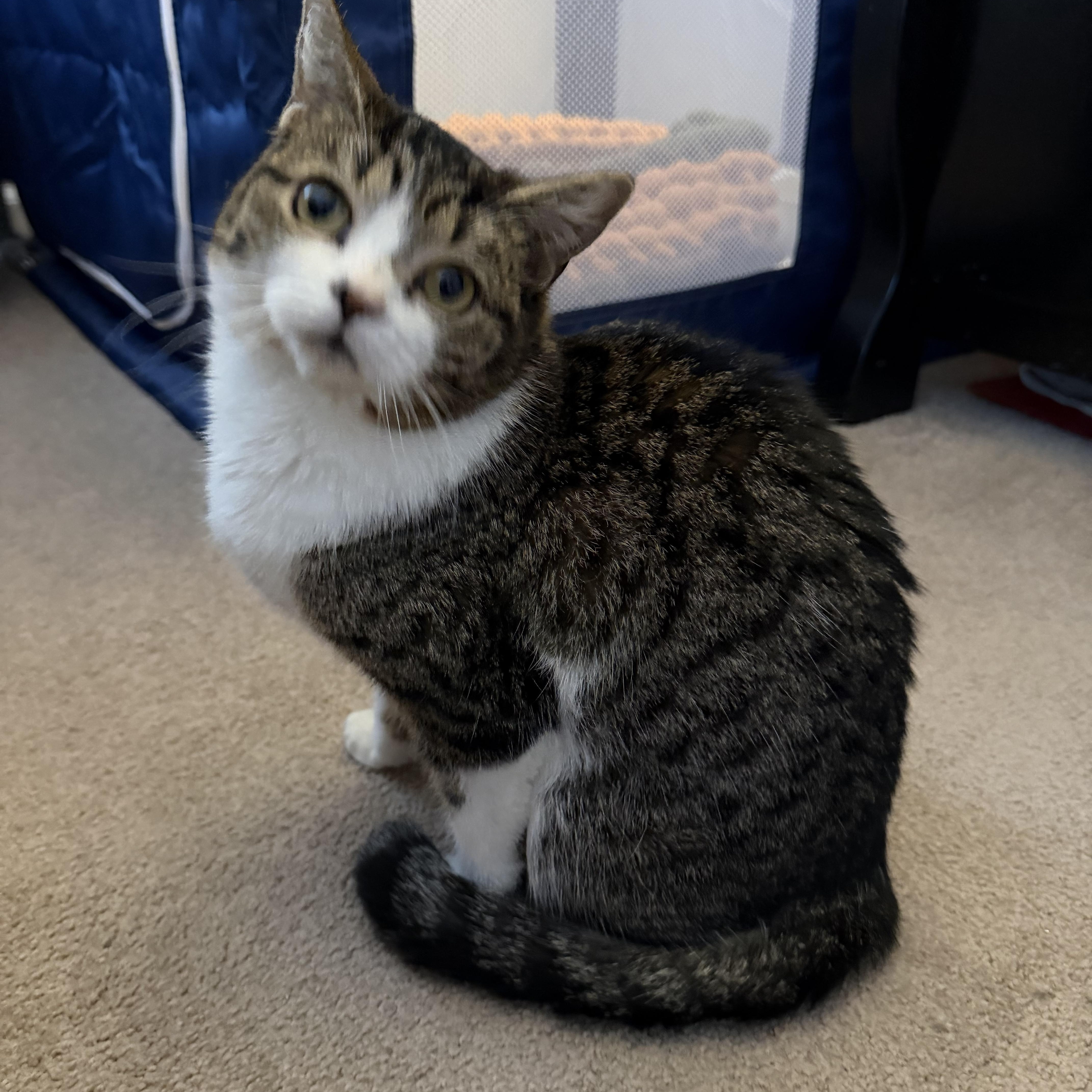 Jellybean thumbnail 4