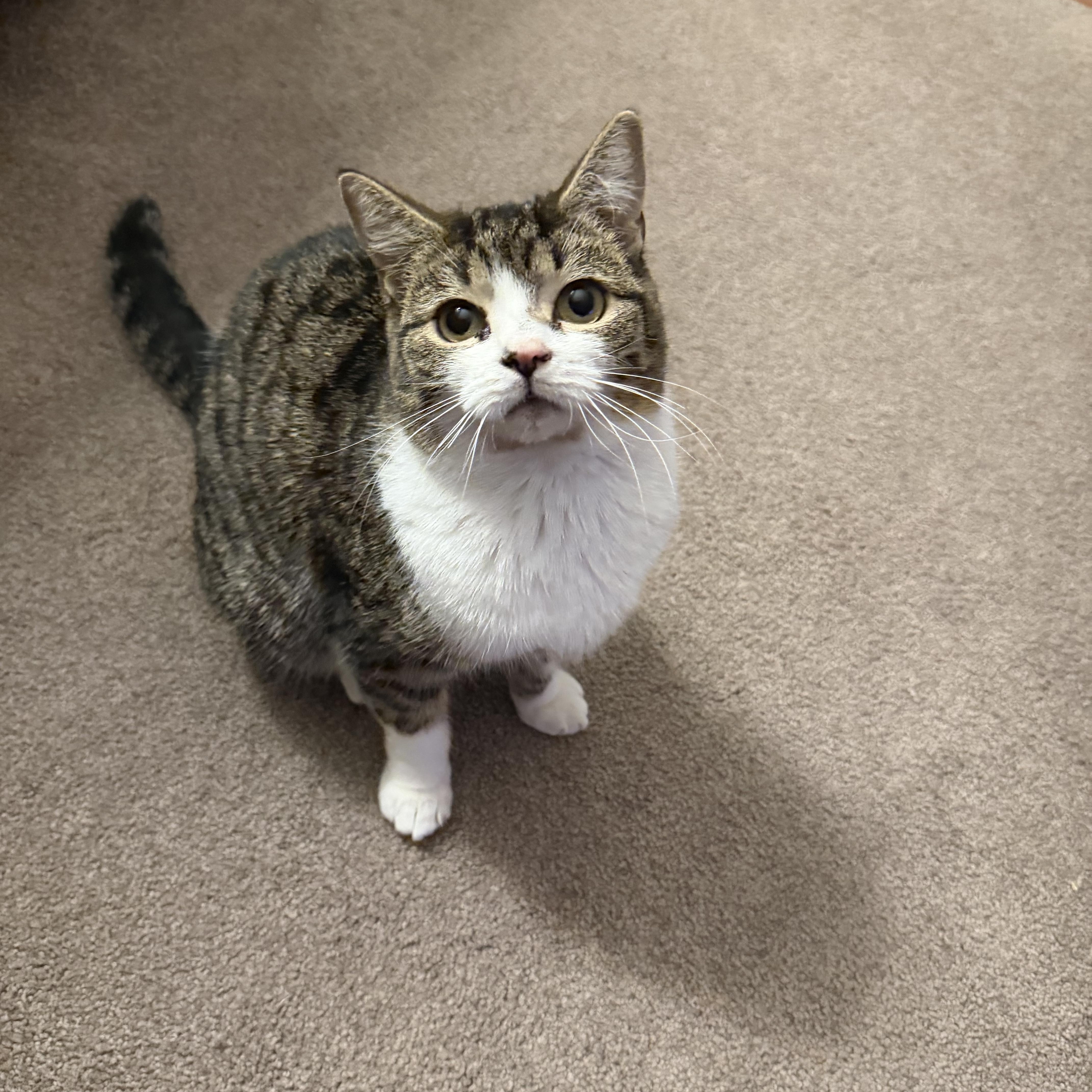 Jellybean thumbnail 5