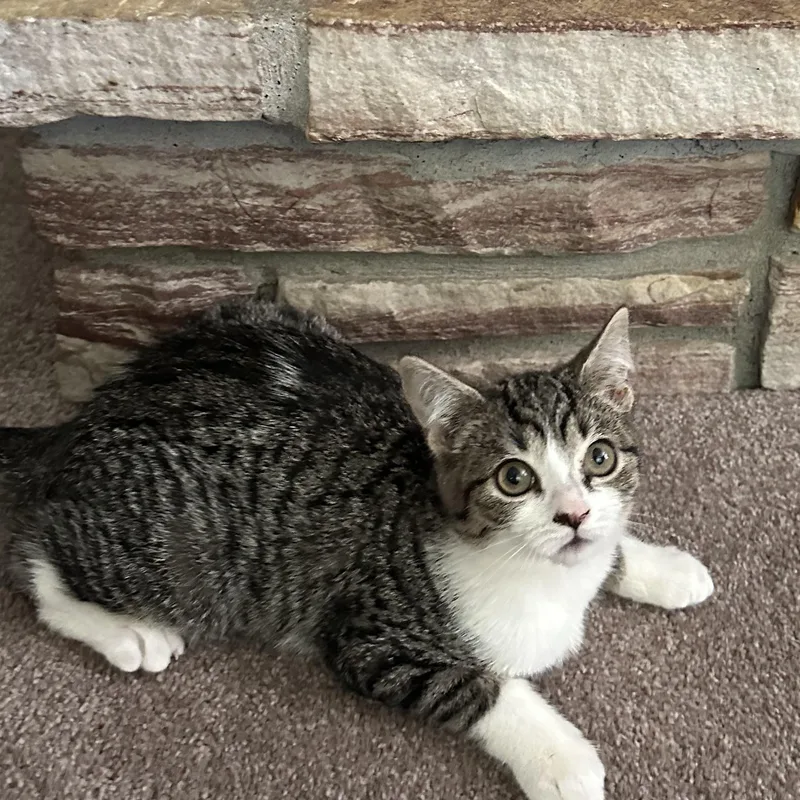 Jellybean thumbnail 6