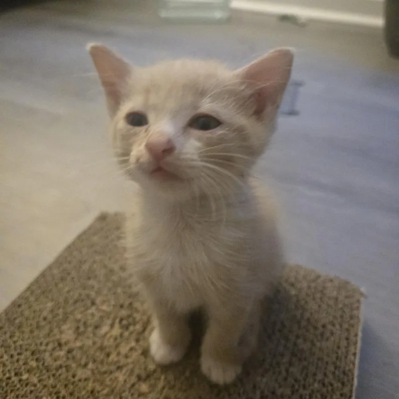 A baby small-sized male Cream / Ivory Domestic Short Hair cat named Urman for adoption in Chapel Hill, NC