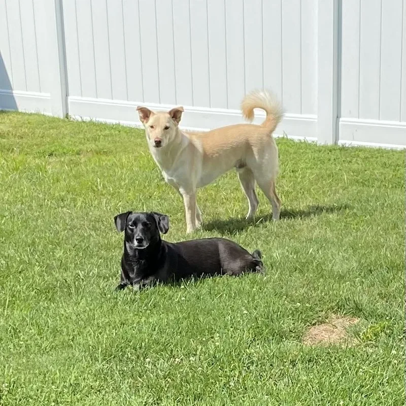 Sonny Urgent thumbnail 2