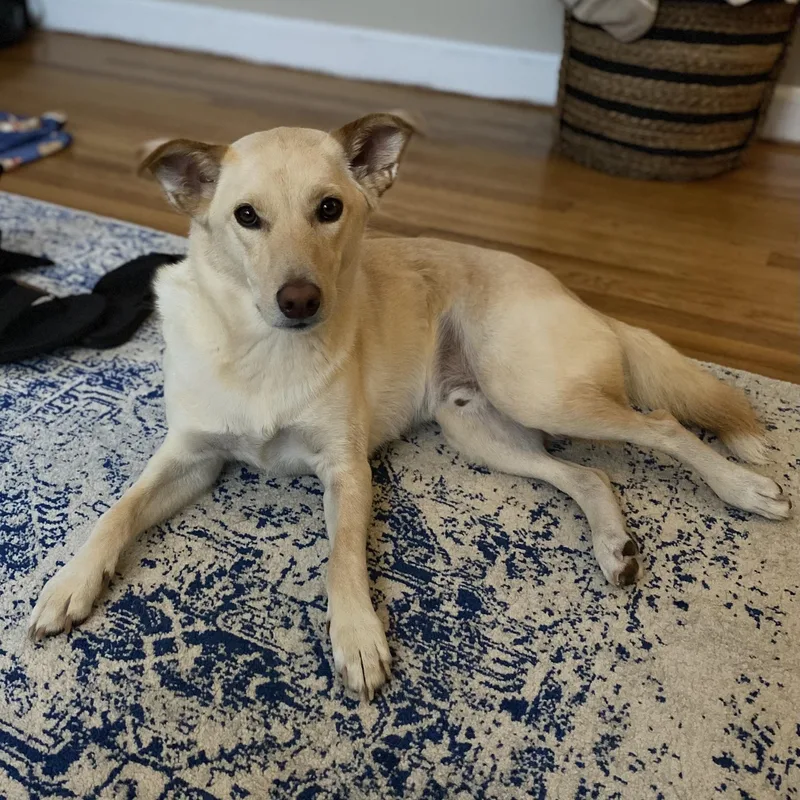 Sonny Urgent thumbnail 4