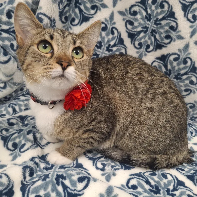 A baby small-sized female Brown / Chocolate Domestic Short Hair cat named :::kira::: for adoption in Yorba Linda, CA