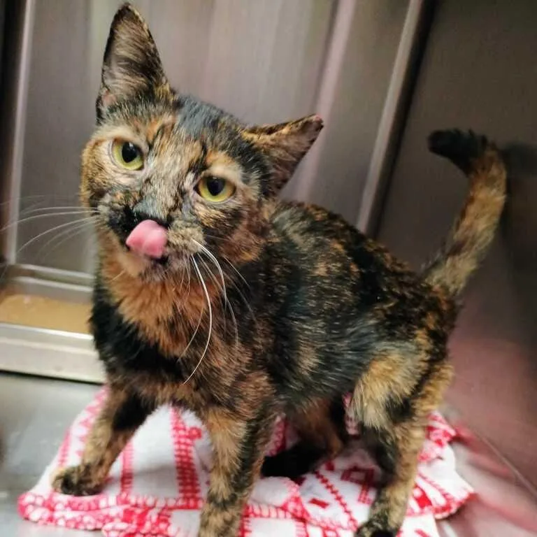 A young medium-sized female Black Domestic Short Hair cat named Pamtri for adoption in Davenport, IA