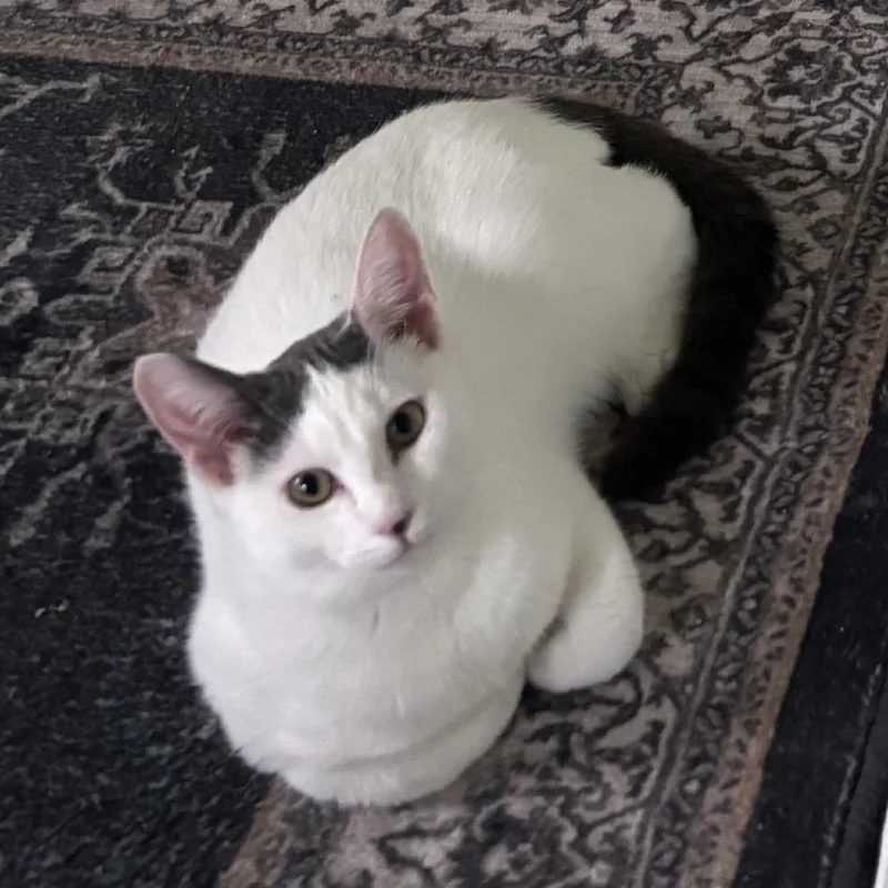 A baby medium-sized male White Domestic Short Hair cat named Ferb for adoption in Oakton, VA