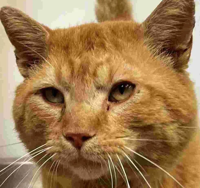 An adult large-sized male Tabby (Orange / Red) Domestic Short Hair cat named Danny Meatballs for adoption in New Castle, IN