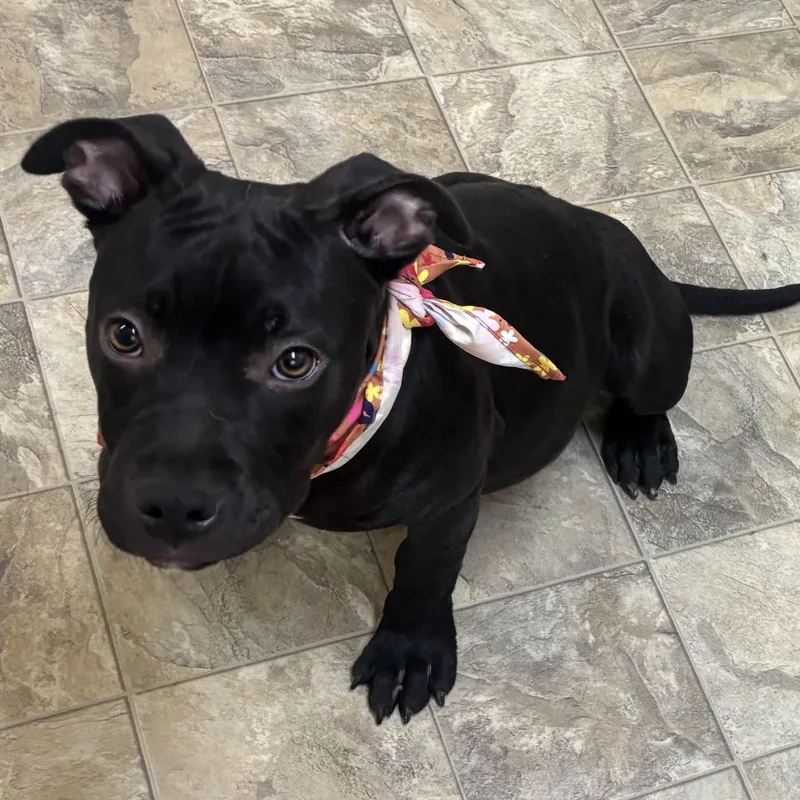 Aspen Paws thumbnail 2