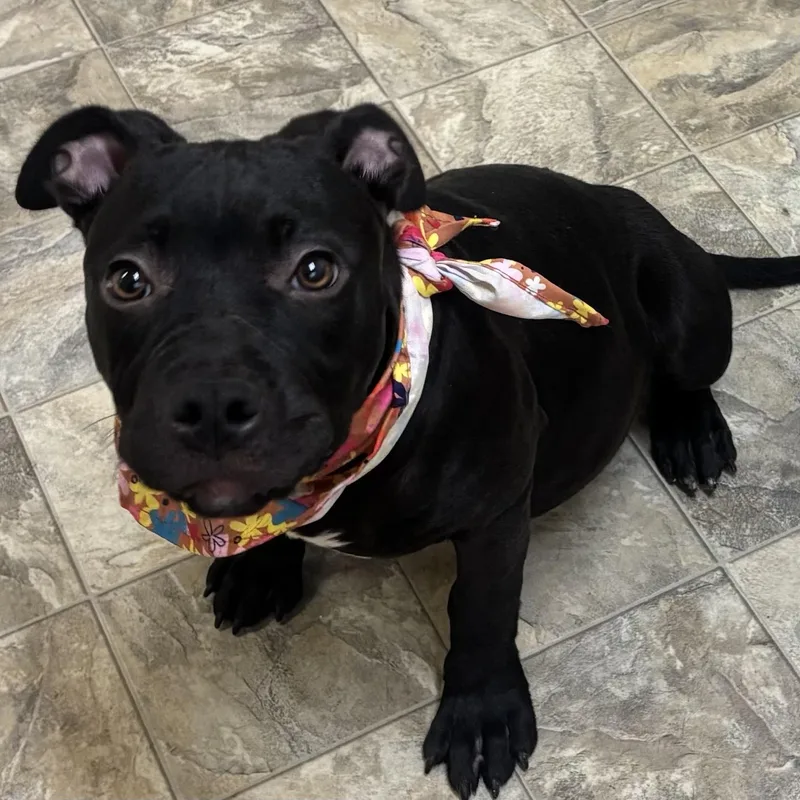A young medium-sized female Black Terrier dog named Aspen Paws for adoption in Pilot Point, TX