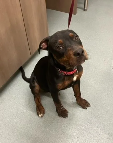 A young medium-sized male Rottweiler dog named Fleetwood for adoption in Baytown, TX