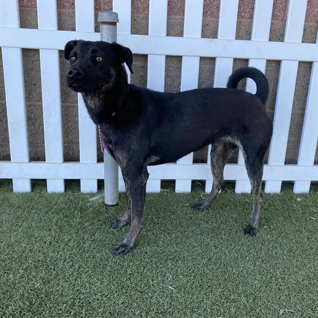 A young large-sized female Staffordshire Bull Terrier dog named Ella for adoption in Modesto, CA