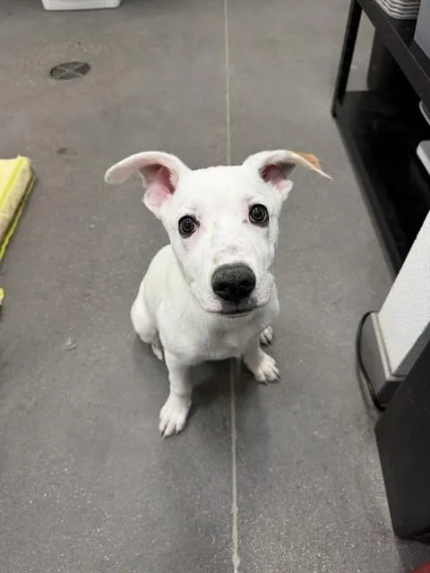 A baby large-sized male Pit Bull Terrier dog named Bowie for adoption in Mesa, AZ