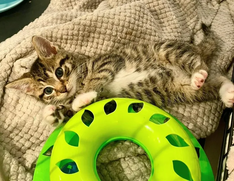 A baby small-sized female Tabby (Buff / Tan / Fawn) American Shorthair cat named Trudy for adoption in Staten Island, NY