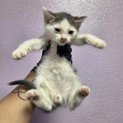 A baby small-sized male White Domestic Medium Hair cat named 61050618 for adoption in El Paso, TX